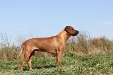 RODESIAN RIDGEBACK 002